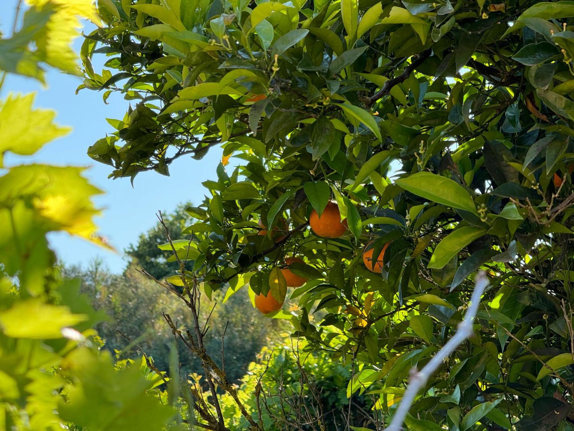 L'Orto Villa San Vero Milis Exteriör bild
